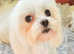 Kc registered maltese adult