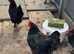 Black copper Marans