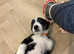 *READY NOW* Australia shepherd puppies