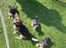Jack Russell Puppies