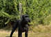 Giant schnauzer girl