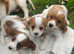 3 adorable little cavaliers available