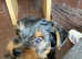Puppy Yorkshire Terrier ready for forever home
