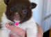 Pomeranian x chihuahua puppy girl