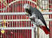Male African grey Glasgow