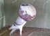 TOP QUALITY NORWICH CROPPER PIGEONS