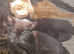 Lovey black kitten £100