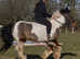 12.2 cob gelding