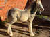 Walter 5 month old cob colt foal