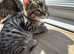 Beautiful bengal kittens