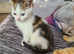 Beautiful bengal/tabby kittens