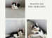 Gorgeous British Tuxedo Kittens Ready for Loving Homes!