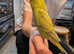 Budgie. Hand tamed baby budgie for sale