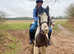 13.1 anyones ride 12 year old cob mare