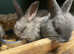 Swiss Fox baby bunnies