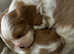 King Charles male and female