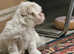 8 weeks puppy  boy