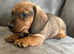 KC registered miniature dachshund puppies