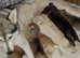 Northern shepherd. Northern Inuit X gsd. # shepski # first  litter