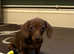 Beautiful min beautiful miniature dachshund, Girl Puppy, PRA clear