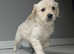 Purebred Gorgeous golden retriever puppies ready to go to forever home