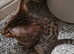 full pedigree female (SBT)  kittens