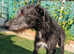 Lurcher saluki wheaton greyhound x Bedlington collie