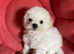 Paris Bichon Puppy