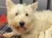 West Highland Terrier last Puppy boy