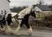 15.1h Irish cob mare