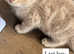 Cream kitten available now