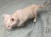 Two Purebred Snow Bengal girls left