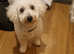 Poochon female 3 years of age
