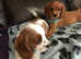 Stunning cavalier King Charles boy puppies