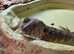 Shinisaurus Lizard (Male) crocodile lizard.