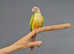 Pineapple Conure,17