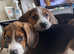 2 beautiful female beagles