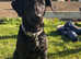 KC registered black Labrador puppy ready to leave now
