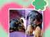 KC REGISTERED Beautiful Rottweiler Puppies