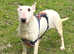 Female English Bull Terrier 2 .5 years old reduced