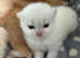 ALL SOLD NEW LITTERS AVAILABLE GCCF registered British Shorthair Black Golden Himalayan (Colourpointed) Female