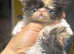 SOLD !! Beautiful exotic and Persian kittens