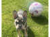 French bulldog