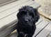 Portuguese water dog pups for sale