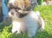 Shitzu xpom pups looking for forever homes.