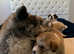 Lovely puppy's Japanese Akita