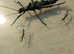 Various stick insects for sale