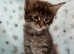 GCCF registered Maine coon kittens
