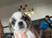 2 stunning pups left