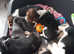 Fall basset hounds puppys for sale £800 have been lowerd to 800